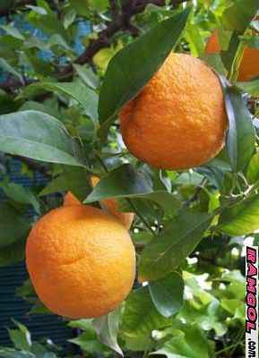فروش نهال درخت میوه نارنج